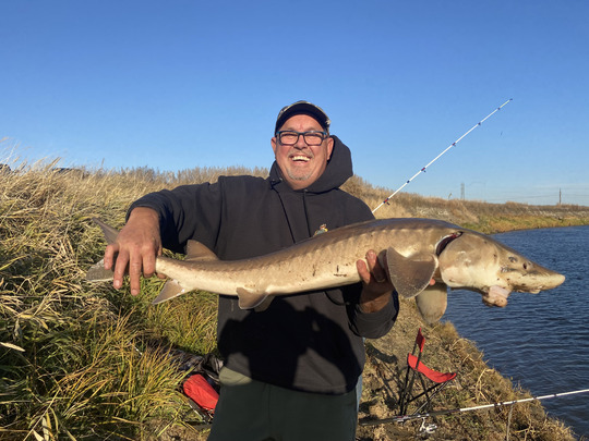 Lake Sturgeon