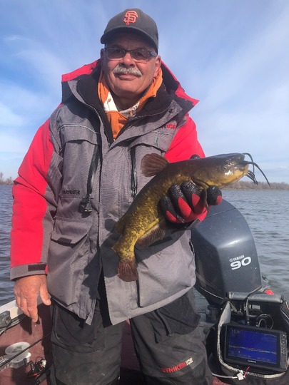 Bullhead