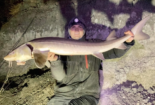Lake Sturgeon