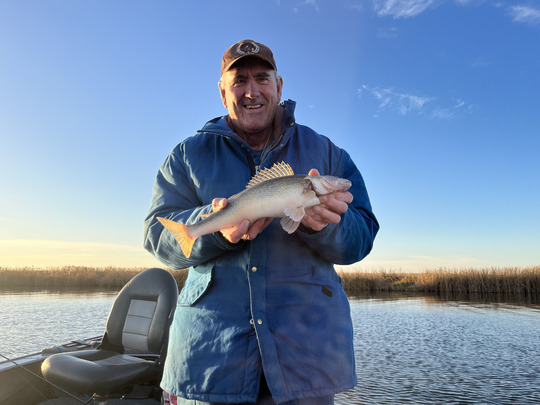 Sauger