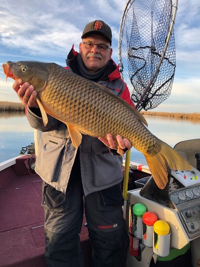 Common Carp