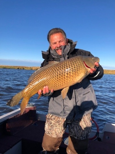 Common Carp