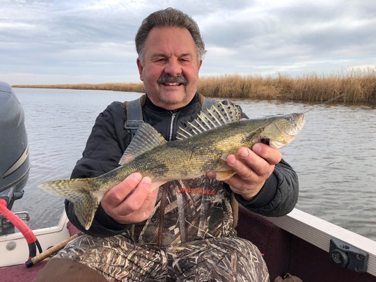 Sauger