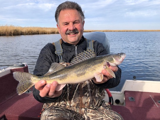 Sauger