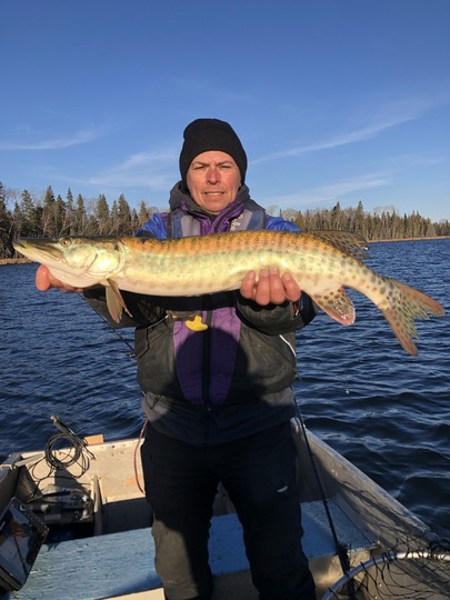 Muskellunge