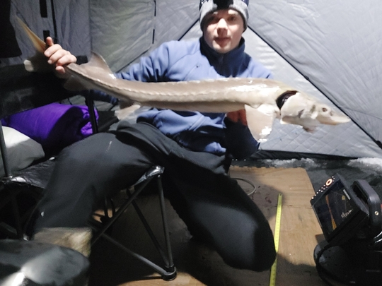 Lake Sturgeon