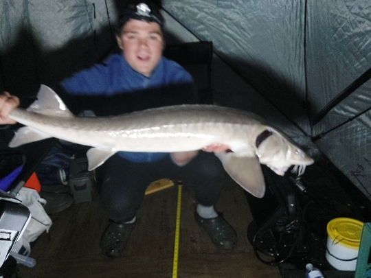 Lake Sturgeon