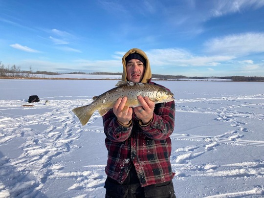 Brown Trout