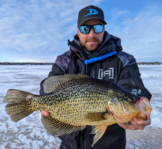 Black Crappie