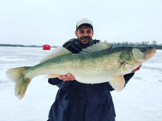 Walleye