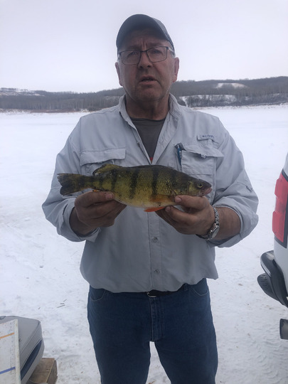 Yellow Perch