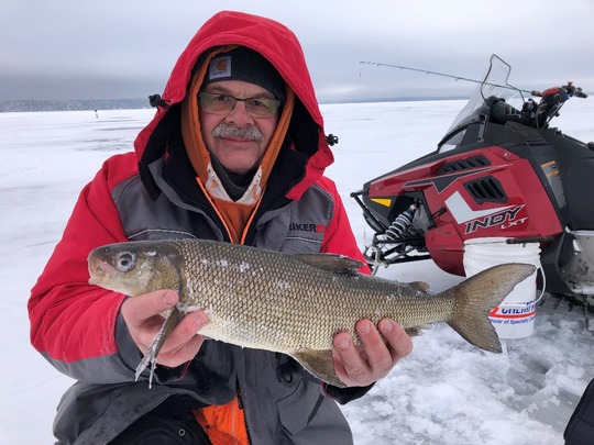 Lake Whitefish