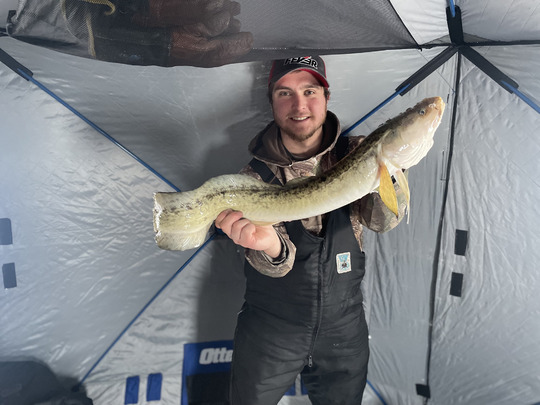 Burbot