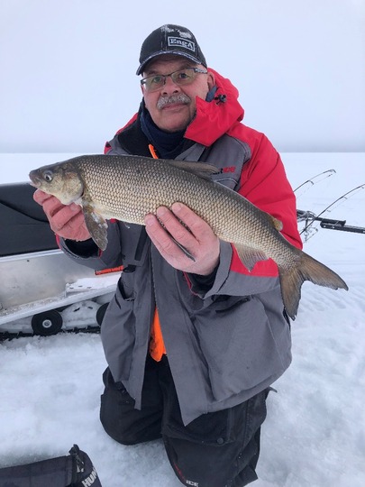 Lake Whitefish