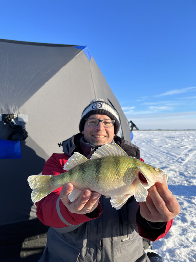 Yellow Perch