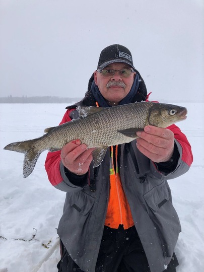 Lake Whitefish