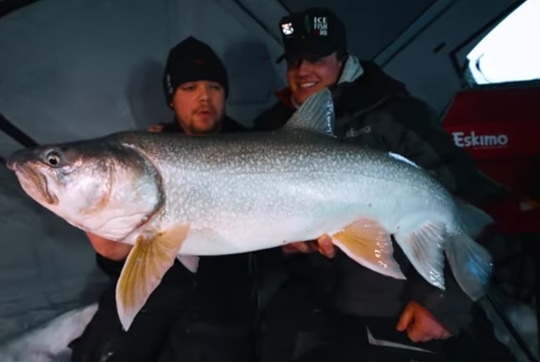 Lake Trout