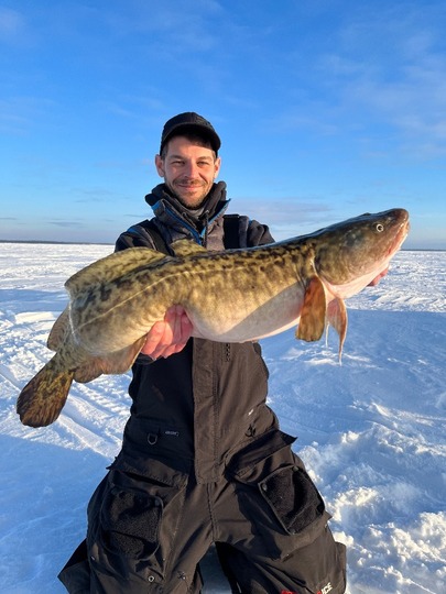 Burbot