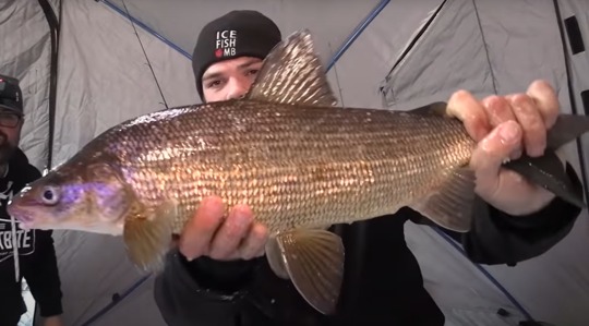 Lake Whitefish