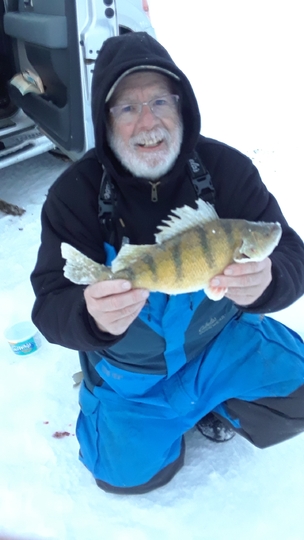 Yellow Perch