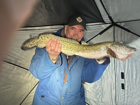Burbot