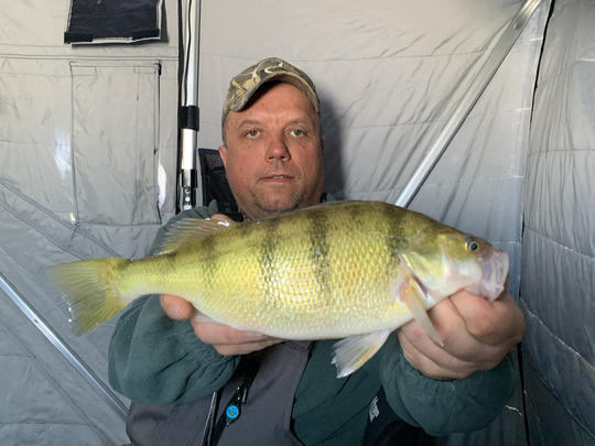 Yellow Perch