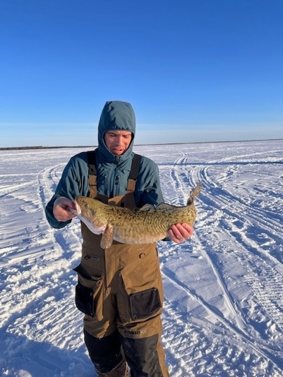 Burbot