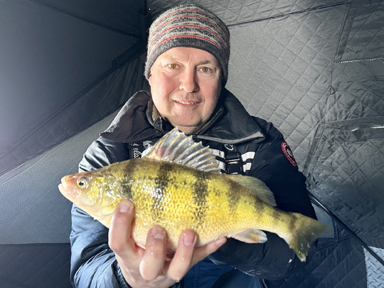 Yellow Perch