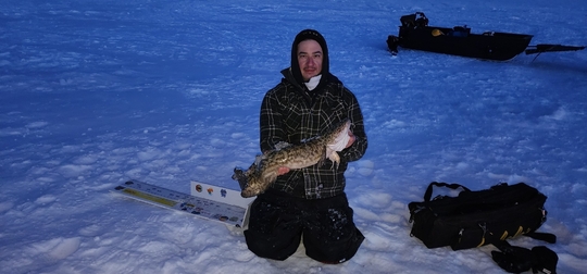 Burbot