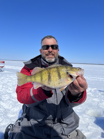 Yellow Perch