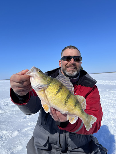 Yellow Perch
