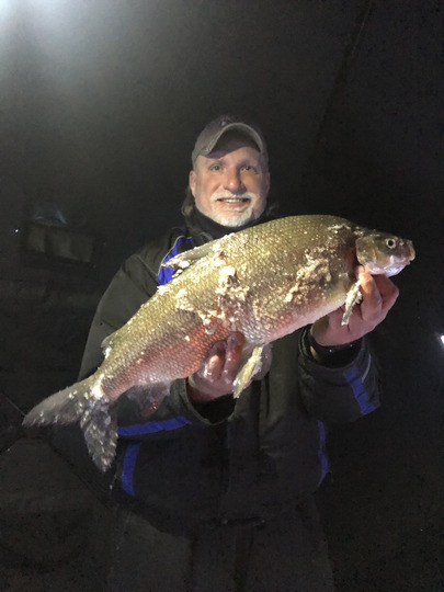 Lake Whitefish