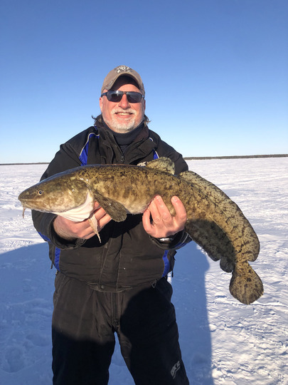 Burbot