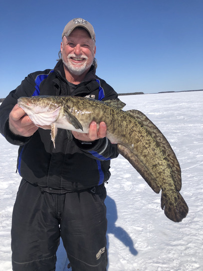 Burbot