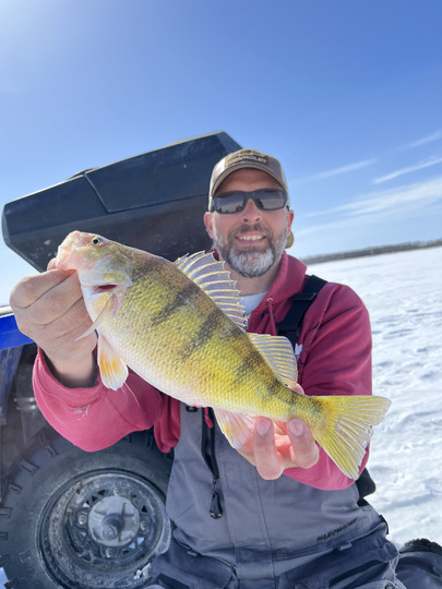 Yellow Perch