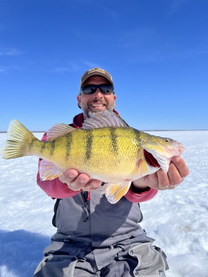 Yellow Perch