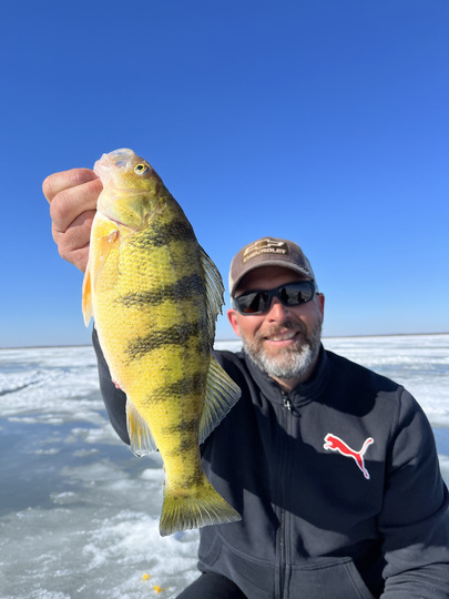 Yellow Perch