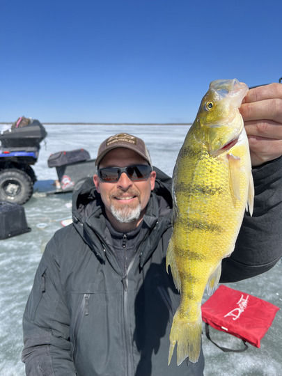 Yellow Perch