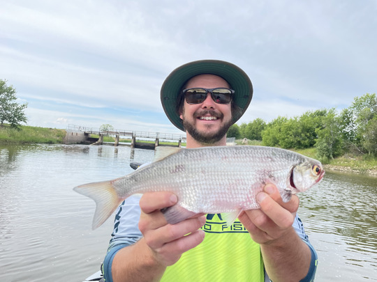 Goldeye