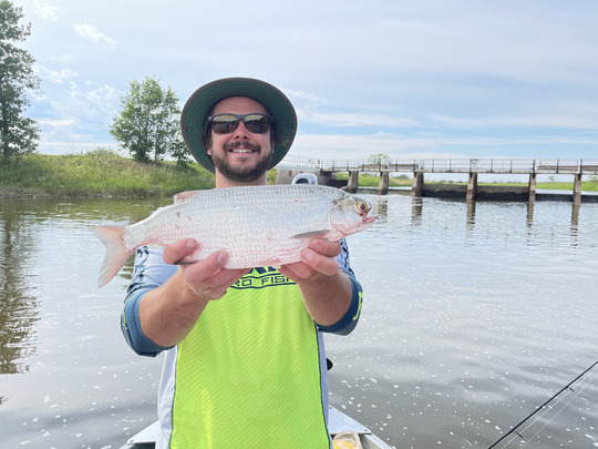 Goldeye