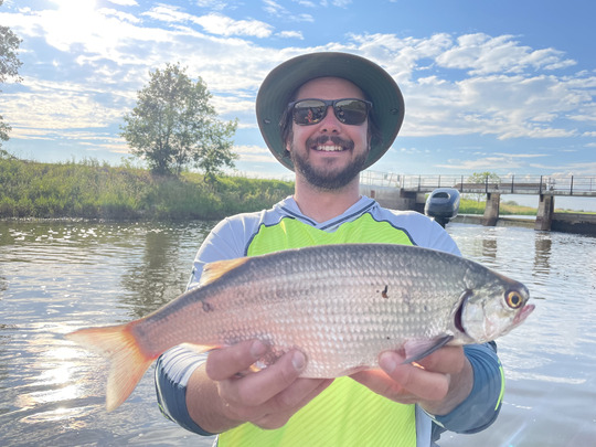 Goldeye