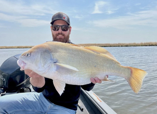 Freshwater Drum
