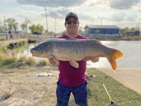 Common Carp