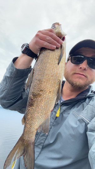 Lake Whitefish