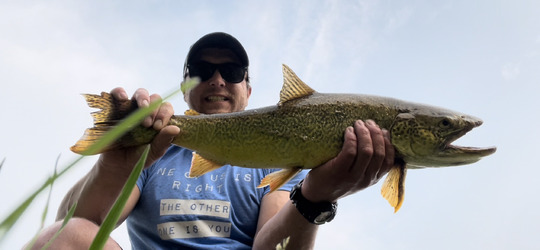 Tiger Trout