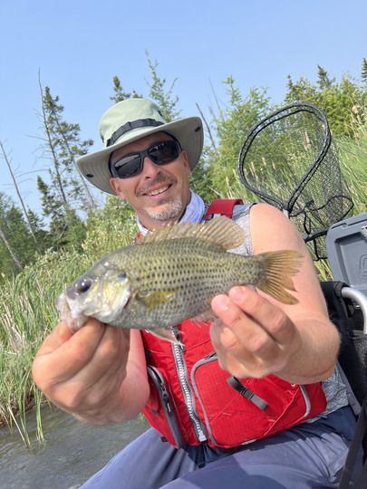 Rock Bass