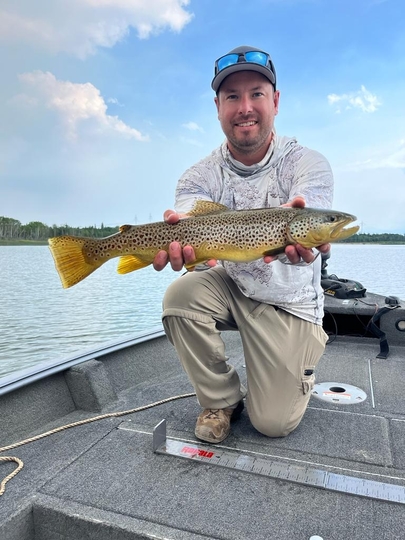 Brown Trout