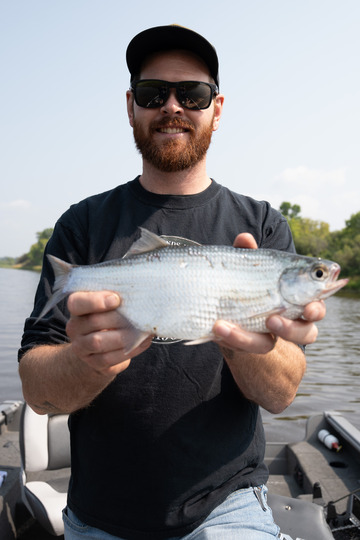 Goldeye