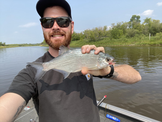 Goldeye