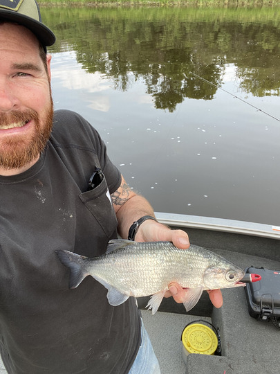Goldeye